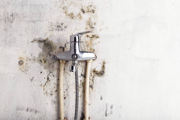 Trusted Freemansburg, PA Mold Removal Experts