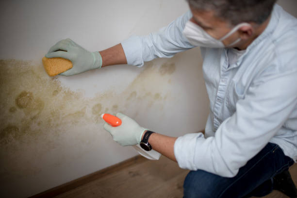 Best Mold Damage Repair  in Freemansburg, PA