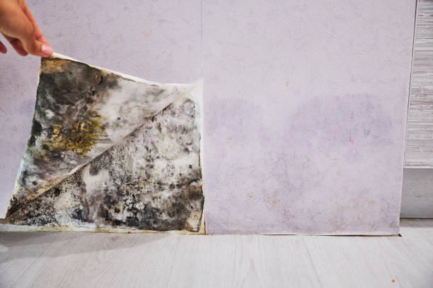 Best Professional Mold Removal  in Freemansburg, PA